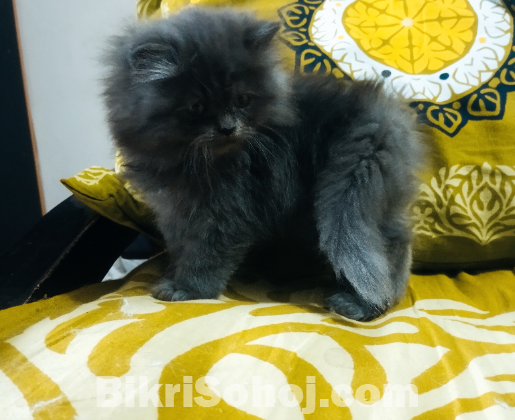 Pure persian male cat